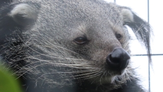 平川動物公園　ビントロング　表紙